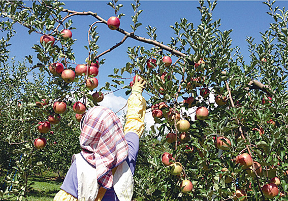 堀越区リンゴの収穫